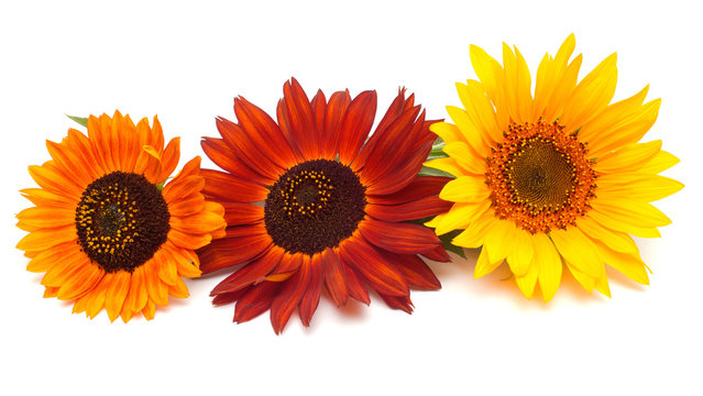 Bouquet of sunflowers flowers red and yellow isolated on white b