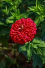 Red Posie