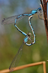 Damselflies mating
