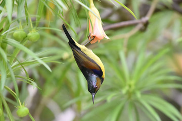 Brown-throated Sunbird perching on flower tree