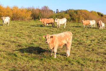 Cows graze in the meadow