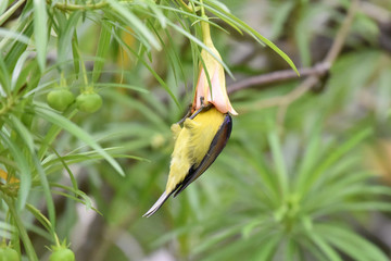 Brown-throated Sunbird perching on flower tree