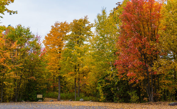 peak fall foliage at Mount Philo State Park in Vermont 
