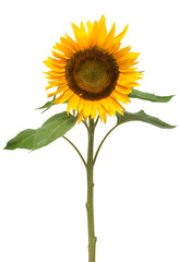 Flower of sunflower isolated on white background
