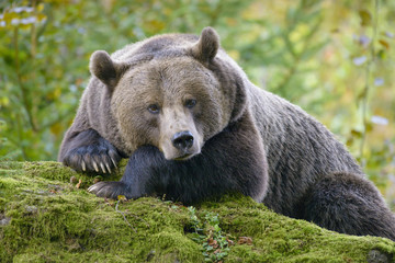 Naklejka premium A brown bear in the forest. Big Brown Bear. Bear sits on a rock. Ursus arctos.