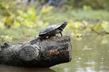 River turtle standing on the log