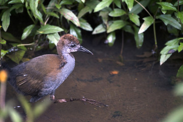 Cub of slaty-breasted wood rail in creeck