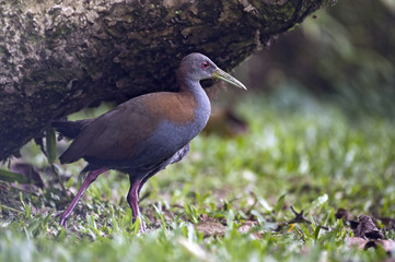 Naklejka premium Slaty-breasted wood rail on the edge of the forest
