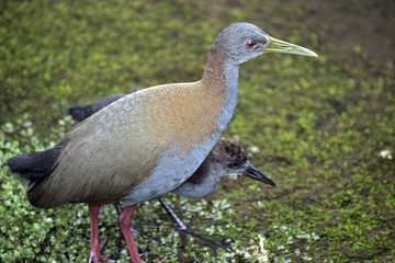 Slaty-breasted wood rail with cub in creek