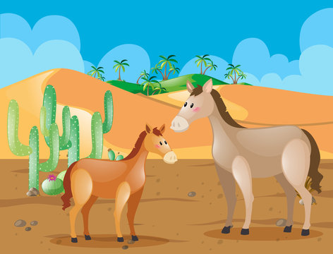 Two horses in the desert field
