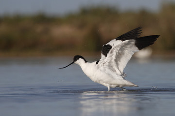 Avocet having  bath