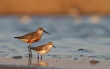 Obraz premium Curlew sandpiper and little stint