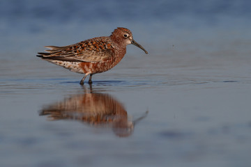 Curlew sandpiper with summer plumage