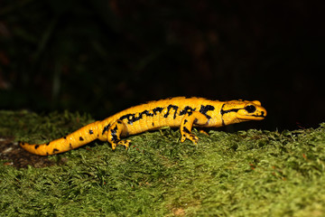 North Spain salamander
