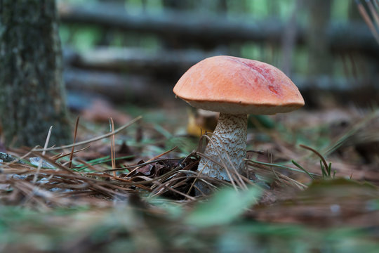 Wild red cap mushroom