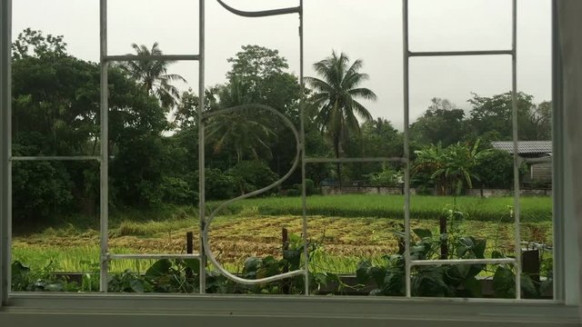 view of the field from the window with iron bar, raining