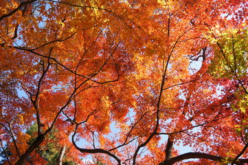 Fototapeta premium 天空の紅葉