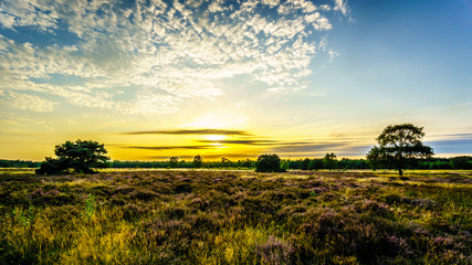 Fototapeta premium Sunrise over the Ermelose Heide with Calluna Heathers in full bloom on the Veluwe in the Netherlands