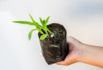 Young plant in hands of agriculture