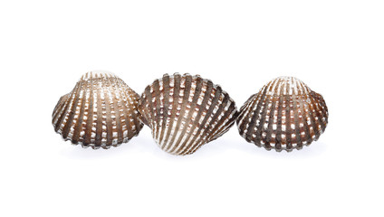 cockles seafood on white background