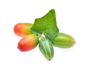 Ivy gourd, Coccinia grandis, Family Cucurbitaceae from central o