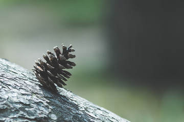 秋イメージ 松ぼっくり