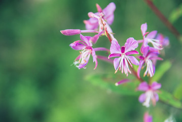 Fototapeta na wymiar Blooming Willow herb Ivan tea fireweed Epilobium angustifolium macro closeup background
