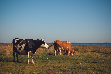 Cows grazing on green meadow at sunny day
