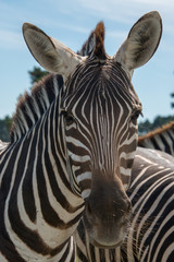 Naklejka premium Zebras