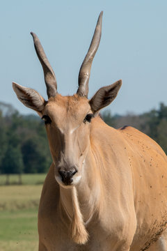 Common Eland