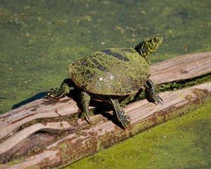 Turtle on a log