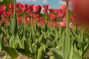Group of red tulips flower in the park. Spring blurred background