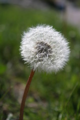 Dandelion Fluff