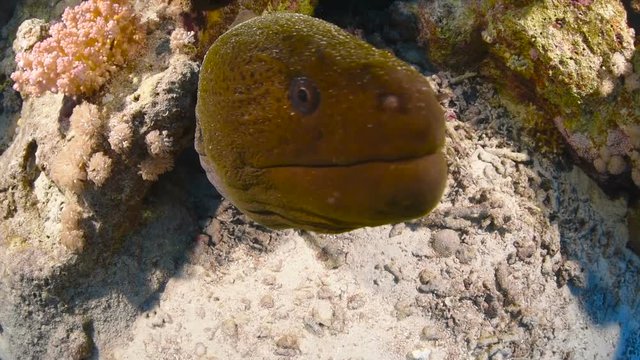 A moray eel in the Red Sea.