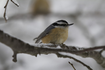 Chickadee on a Branch