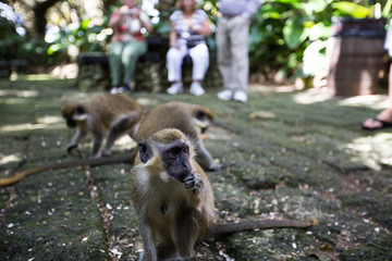 Obraz premium Monkey playing in Barbados