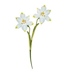 spring flowers snowdrops isolated on white background.