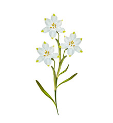 Naklejka na ściany i meble spring flowers snowdrops isolated on white background.