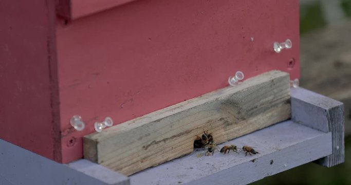 Honeybees clean debris from a hive entrance.