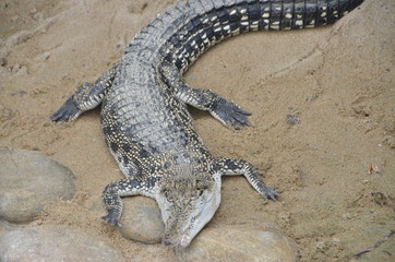 Alligator