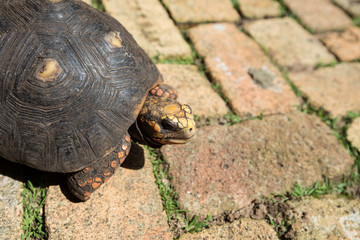 a turtle walking on a brick road