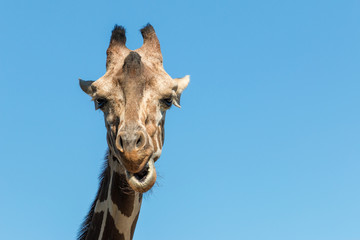 Obraz premium A giraffe close up photo of neck and face