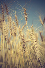 golden wheat field and sunny day