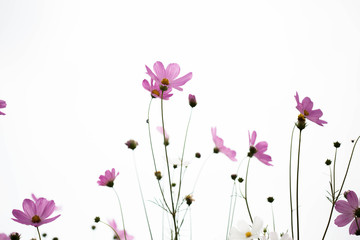 Pink cosmos flowers in garden close up