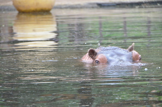 Hippos