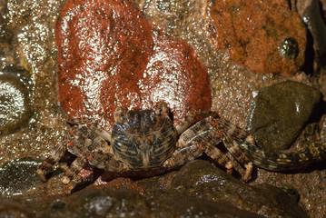Wet sea crab on the stone at night