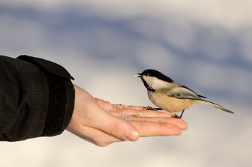 Black-capped Chickadee