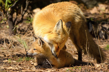 Naklejka na ściany i meble A red fox family