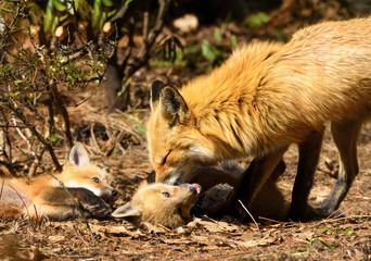 A red fox family