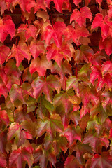 Red and Green Maple leaves Cascading down a Wall